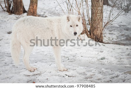 adult full grown female arctic wolf walking on packed snow