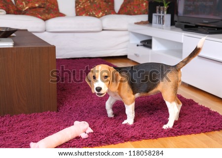 Female Beagle puppy inside a modern apartment