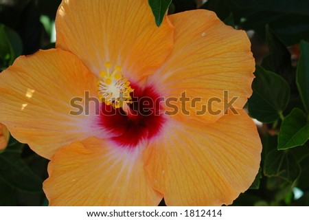 giant orange flower
