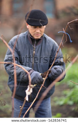 Grape crop grown man outdoor