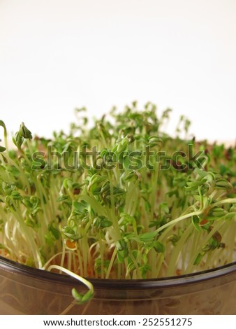 Shoots from red clover and cress