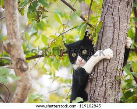 young cat, black and white, 10, is hanging on the tree like a monkey