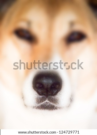 dog mouth and nose, detail, 71, selective focus on the mouth