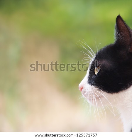 young cat, black and white, close-up, side view , square