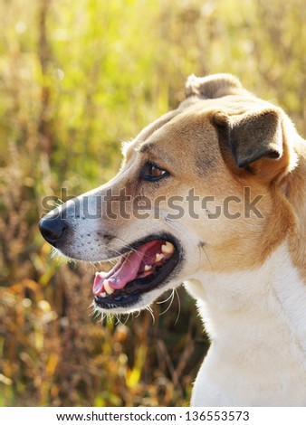 dog profile, side view 127