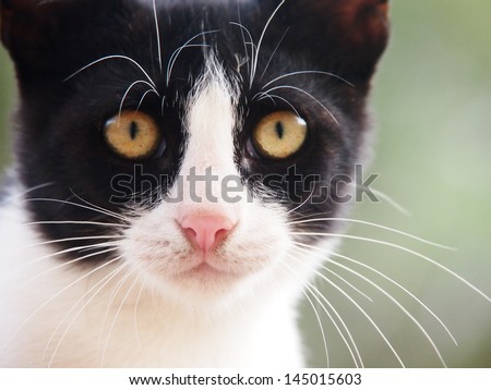 young cat, black and white,  19 close-up, front view