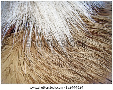 dog fur background (11)