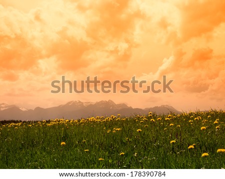 mountain wendelstein (27) and dandelion meadow, focus is on the dandelions