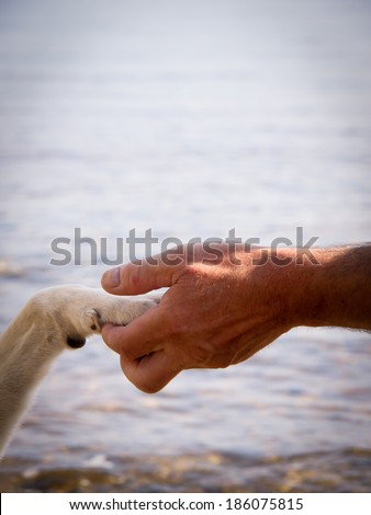 paw in hand (22) human hand and dog paw