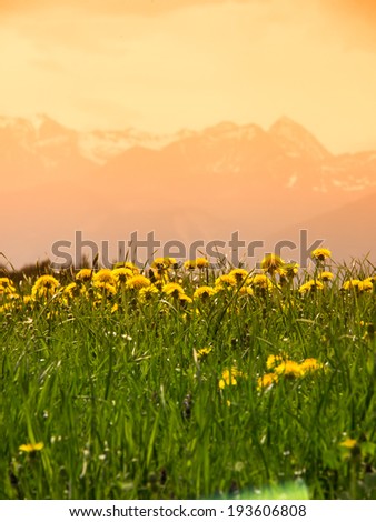 mountain wendelstein (41) and dandelion meadow, focus is on the dandelions