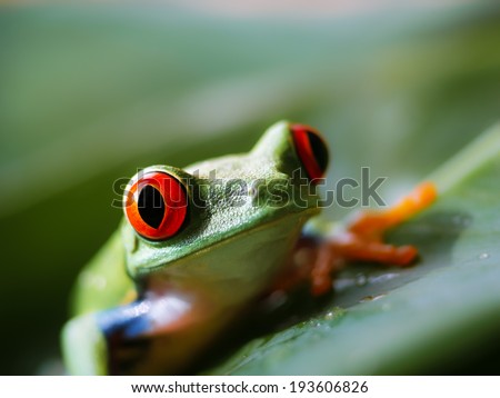a red eyed tree frog (161) is sitting on a green banana leaf, focus on the right eye