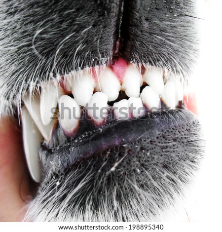 dangerous dog teeth (28)