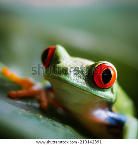 a red eyed tree frog  is sitting on a green banana leaf, focus on the right eye