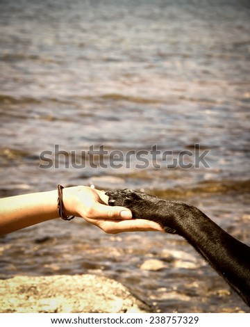 paw in hand  human hand and dog paw
