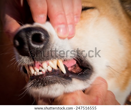 dangerous dog teeth, lensbaby look (looks like made with lensbaby