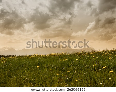 mountain wendelstein and dandelion meadow, focus is on the dandelions