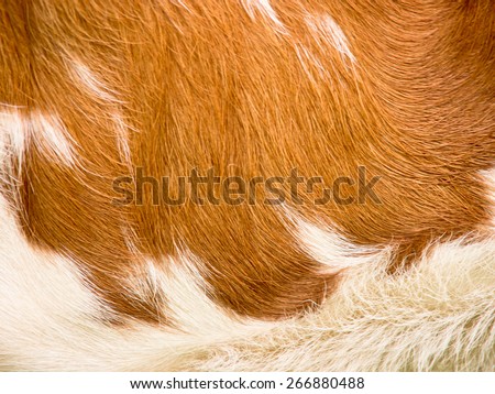 cow fur background