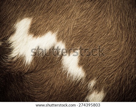 cow fur background
