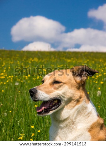 dog  in flower meadow