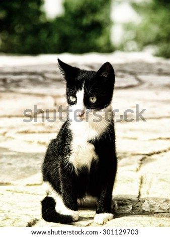 cat, little black and white cat, sitting