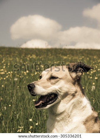dog  in flower meadow