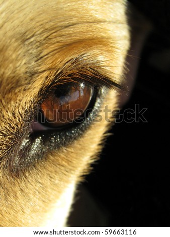 dog eye 1