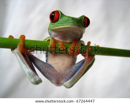 red-eyed tree frog 40