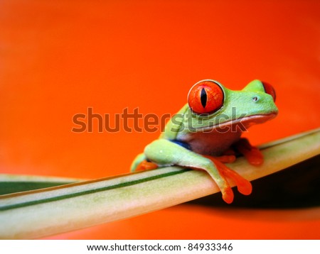 red-eyed tree frog, Agalychnis callidryas