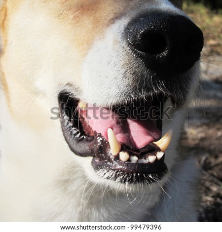 dog mouth and nose, detail, front view, quadratic format 26