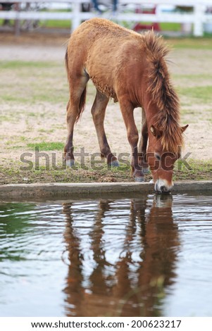 Horse drink water and reflect to water