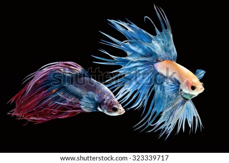Couple fighting fishes on black background
