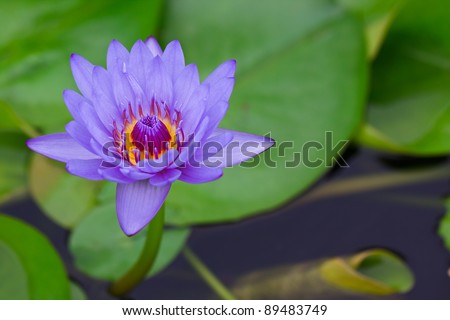 purple lotus as object in the pool