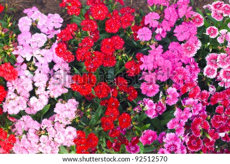 red and pink coloful flower as background