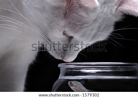 A white cat peers into a fish bowl in order to watch a swimming fish.