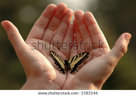 An Eastern tiger swallowtail butterfly on two outstretched hands.