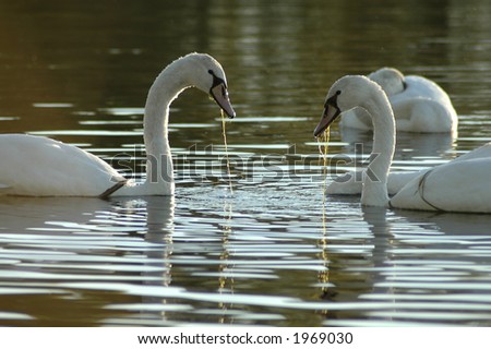 Two swans facing each other.