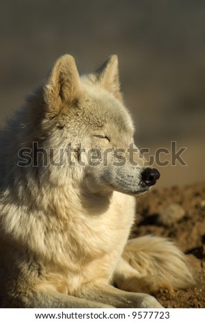 A portrait of a beautiful sleeping white wolf.