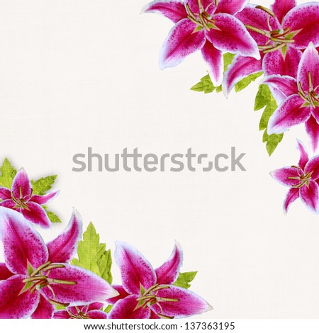 Pink lilies border on white background