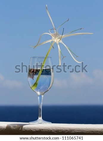 Elegant White Spider Lily in Wine Glass against Sky and Caribbean sea.