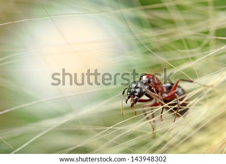 ant in a fighting pose with copy-space