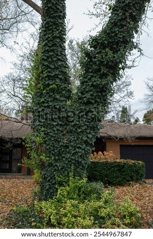 Similar – Image, Stock Photo Ivy climbs up tree trunk