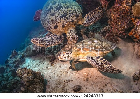 Two Sea Turtles fighting for territory underwater on the coral reef in the ocean