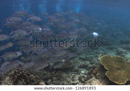 School of Big Eyed Jack swimming over a reef in Sipadan Island in Sabah, Malaysia. Sipadan Island is popular with scuba divers on diving trips from Mabul and Semporna in East Malaysia.