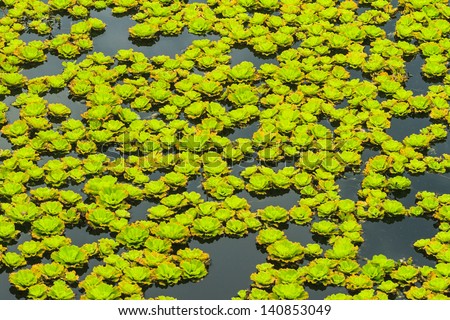 Lake with green water lillies at Green Valley/St. Andrews golf course near Pattaya, Thailand