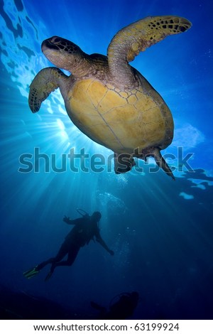 Green sea turtle swimming over scuba diver with sun from above on blue water background in the ocean