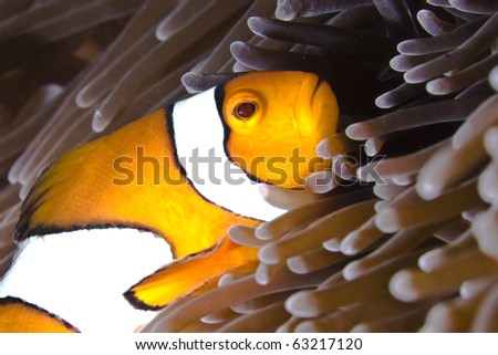 Clown fish in sea anemone on coral reef