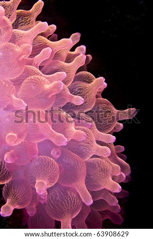 Pink soft coral reef polyps with black background underwater in the ocean