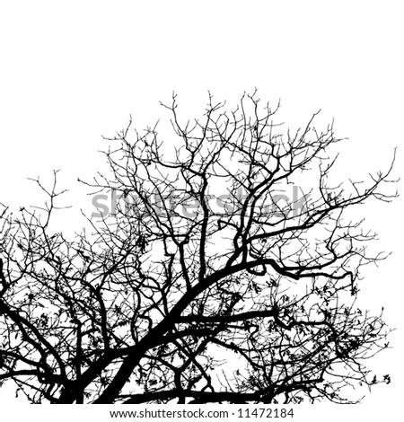 A Black, Barren Tree Isolated On White Background. Stock Photo 11472184 ...