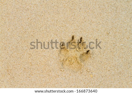 dog footprint on the sand