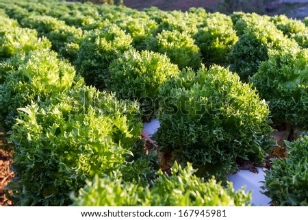 green hydroponics plant in farm